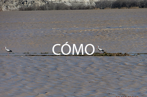 Cómo