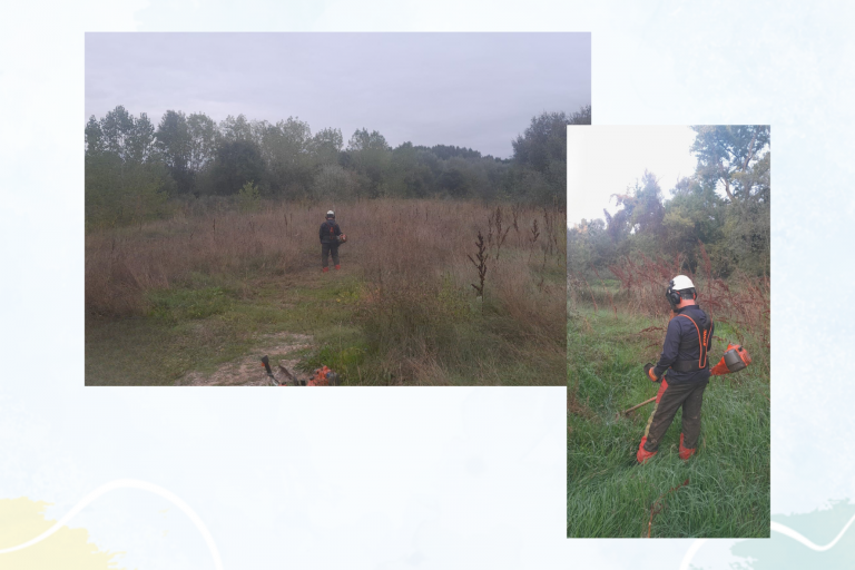 Inicio de los trabajos de la fase 2 en el soto de Alfaro (La Rioja). Reapertura de brazos de río.