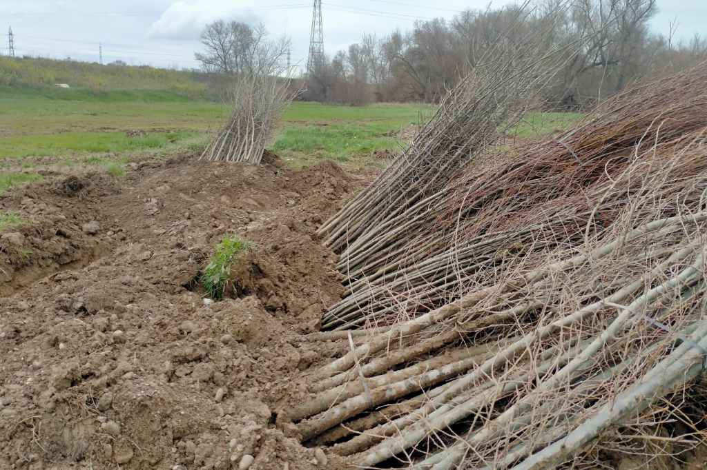 Plantaciones en la margen izquierda del Ebro en Castejón, fase 1 de la restauración del meandro de El